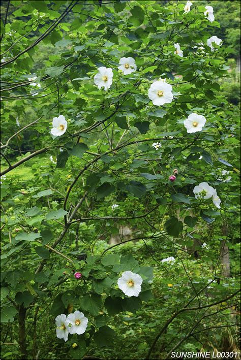 山芙蓉種植|山芙蓉 (分類, 特徵, 花, 圖片)